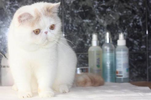 販売中のエキゾチックショートヘアの親猫